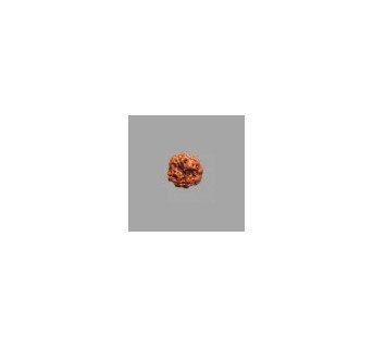 3 Mukhi Rudraksha