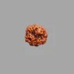 3 Mukhi Rudraksha- 1.721g.