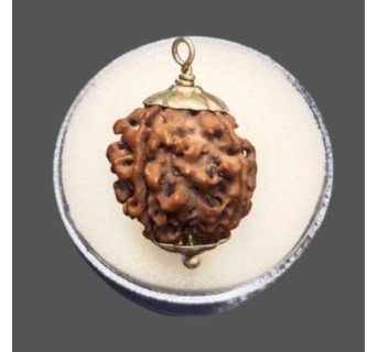 4 Mukhi Rudraksha