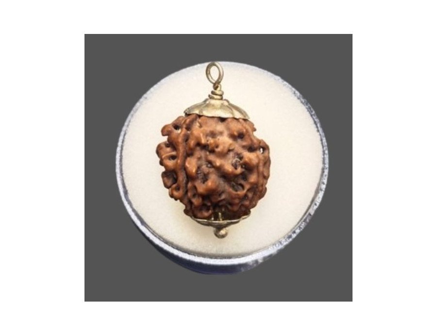 4 Mukhi Rudraksha - 4.176 g.