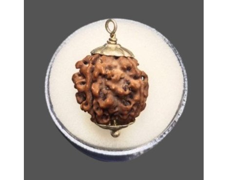 4 Mukhi Rudraksha