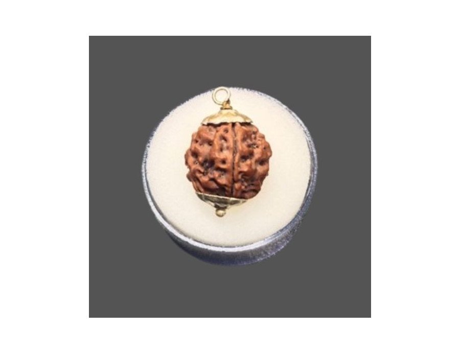 4 Mukhi Rudraksha - 4.189 g.
