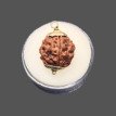 4 Mukhi Rudraksha - 4.189 g.