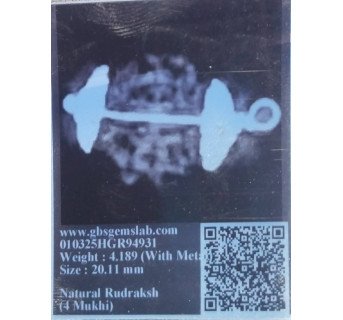 4 Mukhi Rudraksha