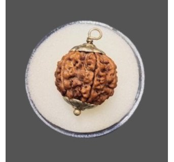 6 Mukhi Rudraksha - 4.475 g.