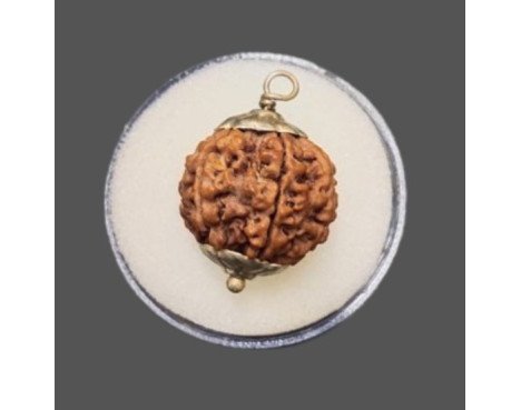 6 Mukhi Rudraksha - 4.475 g.