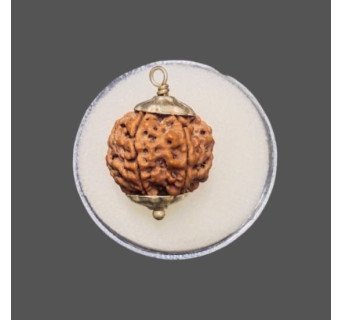 5 Mukhi Rudraksha