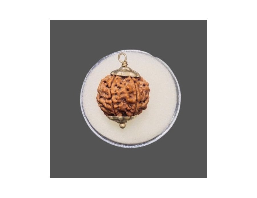 6 Mukhi Rudraksha - 4.475 g.