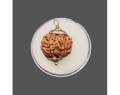 5 Mukhi Rudraksha