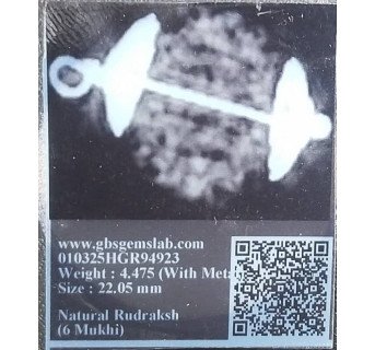 5 Mukhi Rudraksha