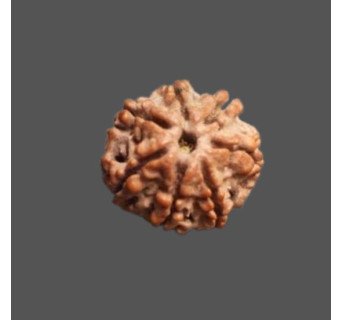 7 Mukhi Rudraksha