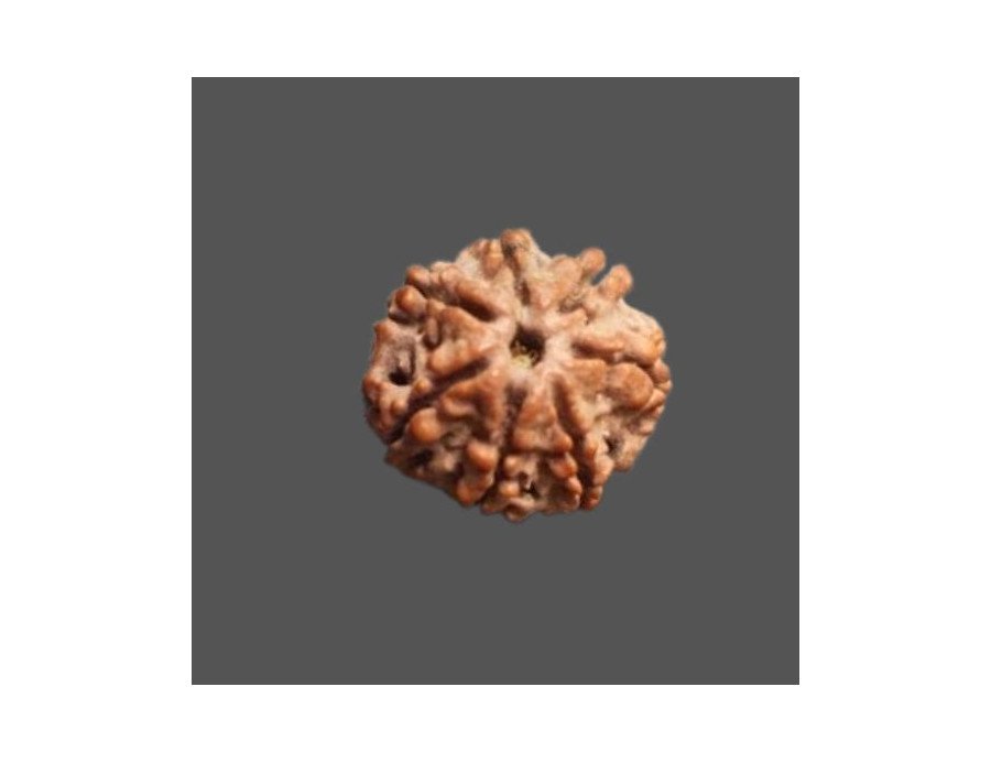 7 Mukhi Rudraksha - 3.269 g.