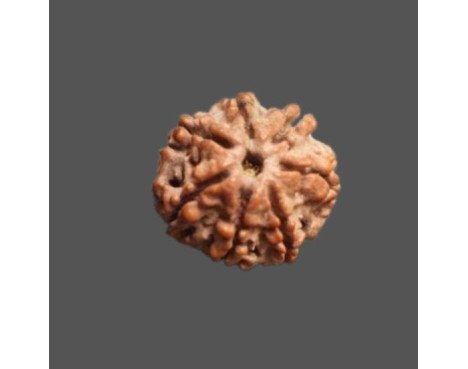 7 Mukhi Rudraksha