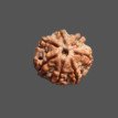7 Mukhi Rudraksha - 3.269 g.
