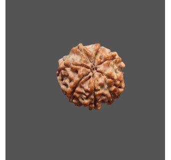 7 Mukhi Rudraksha - 3.269 g.