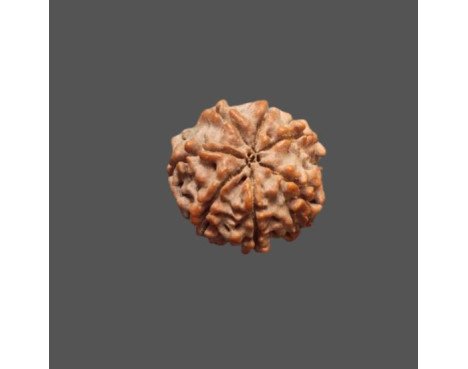 7 Mukhi Rudraksha - 3.269 g.