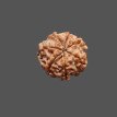 7 Mukhi Rudraksha - 3.269 g.