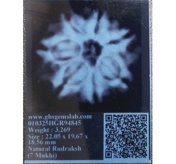 7 Mukhi Rudraksha