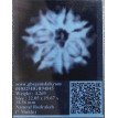 7 Mukhi Rudraksha - 3.269 g.