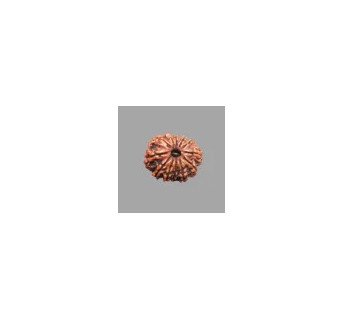 12 Mukhi Rudraksha