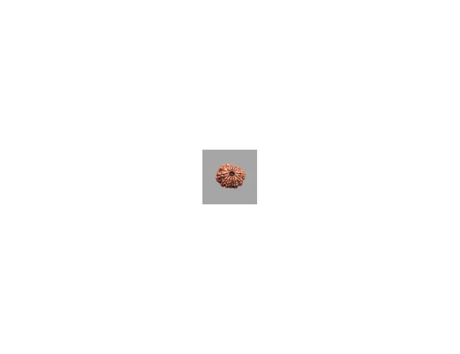 12 Mukhi Rudraksha - 4.206 g.