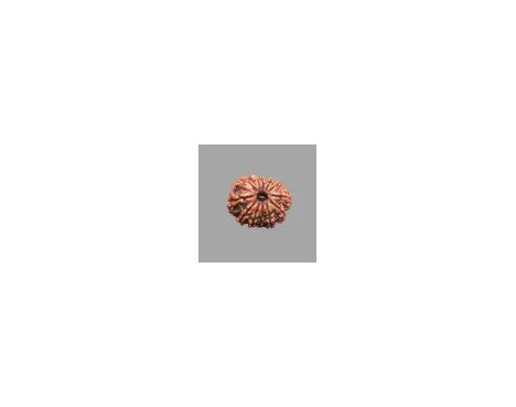 12 Mukhi Rudraksha
