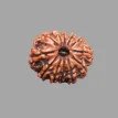 12 Mukhi Rudraksha - 4.206 g.