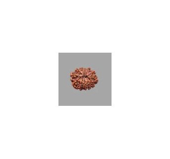 12 Mukhi Rudraksha - 4.206 g.