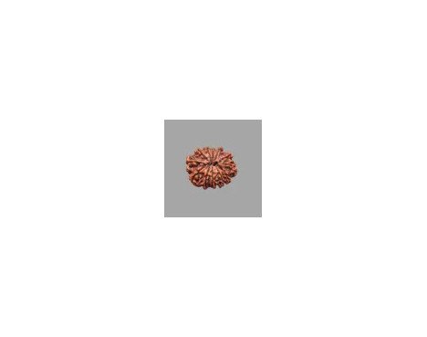 12 Mukhi Rudraksha - 4.206 g.