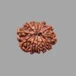 12 Mukhi Rudraksha - 4.206 g.