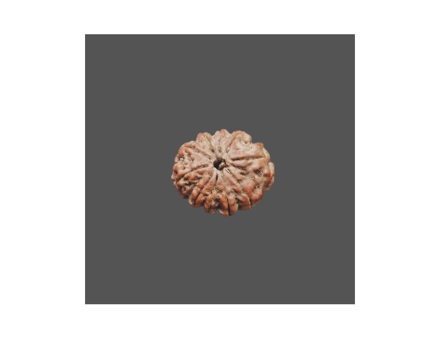 10 Mukhi Rudraksha - 3.640 g.