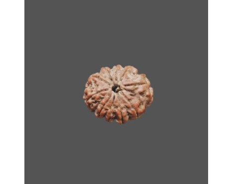 10 Mukhi Rudraksha