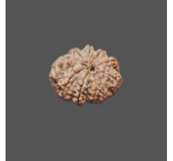 10 Mukhi Rudraksha - 3.640 g.