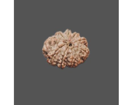 10 Mukhi Rudraksha - 3.640 g.