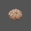 10 Mukhi Rudraksha - 3.640 g.