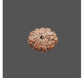 11 Mukhi Rudraksha