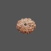11 Mukhi Rudraksha - 3.648 g.