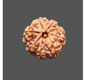 10 Mukhi Rudraksha