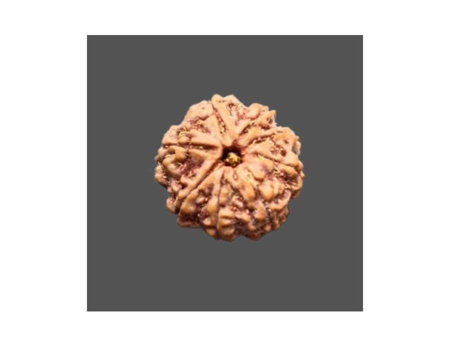 8 Mukhi Rudraksha - 4.536 g.