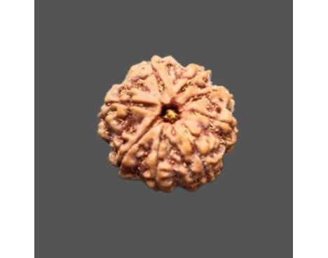 10 Mukhi Rudraksha