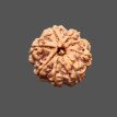 8 Mukhi Rudraksha - 4.536 g.