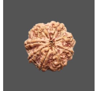 8 Mukhi Rudraksha - 4.536 g.