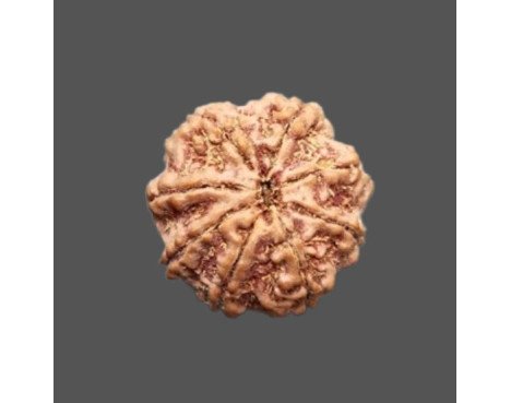 8 Mukhi Rudraksha - 4.536 g.