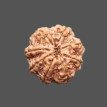 8 Mukhi Rudraksha - 4.536 g.