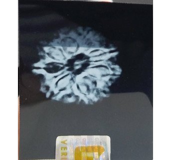 10 Mukhi Rudraksha