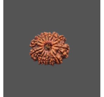 12 Mukhi Rudraksha