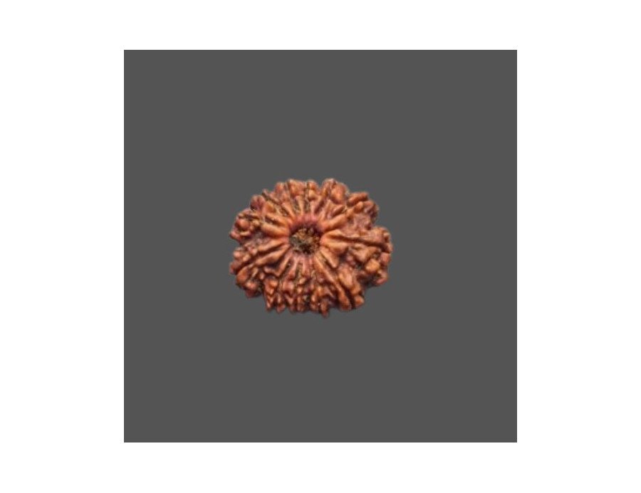 12 Mukhi Rudraksha - 4.176 g.