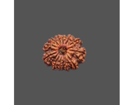 12 Mukhi Rudraksha