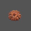 12 Mukhi Rudraksha - 4.176 g.