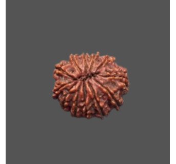 12 Mukhi Rudraksha - 4.176 g.
